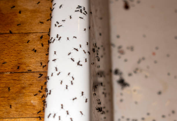 Reliable Springfield, OR Pest Control Solutions